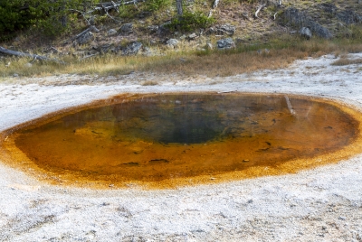 Old Faithful Geyser Area Yellowstone 2024